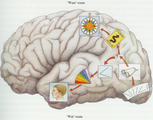 Головного мозга завершается переработка зрительной информации. Кортикализация функций коры головного мозга. Мозг зрительное удавание. Визуальная агнозия отделы мозга.